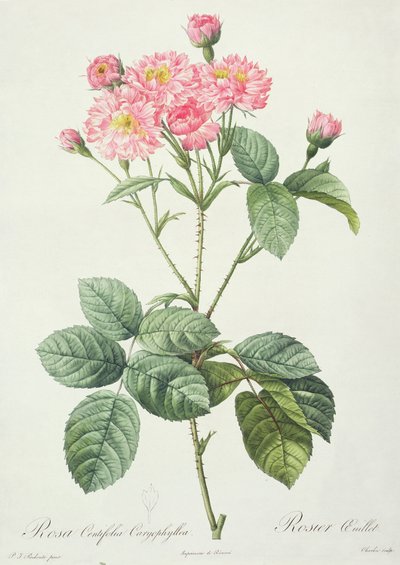 Rosa Centifolia Caryophyllea de Pierre Joseph Redouté